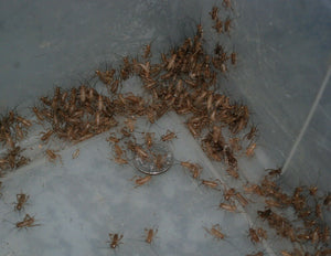 1/4" Crickets