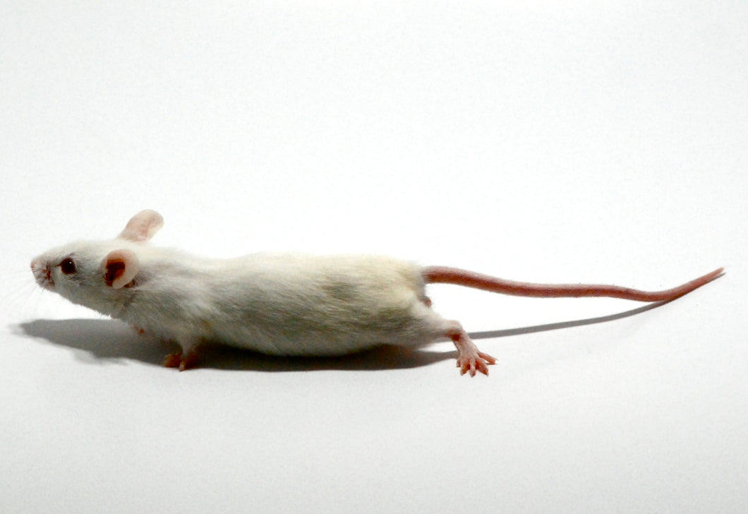 Mouse - Adult
