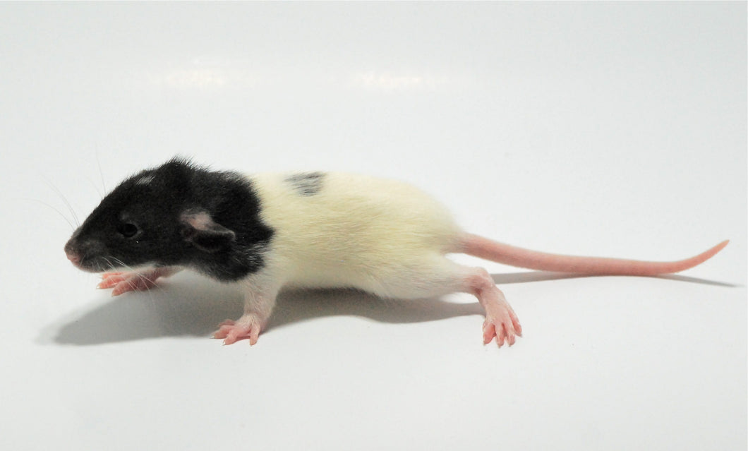 Rat - Small