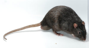 Rat - Jumbo