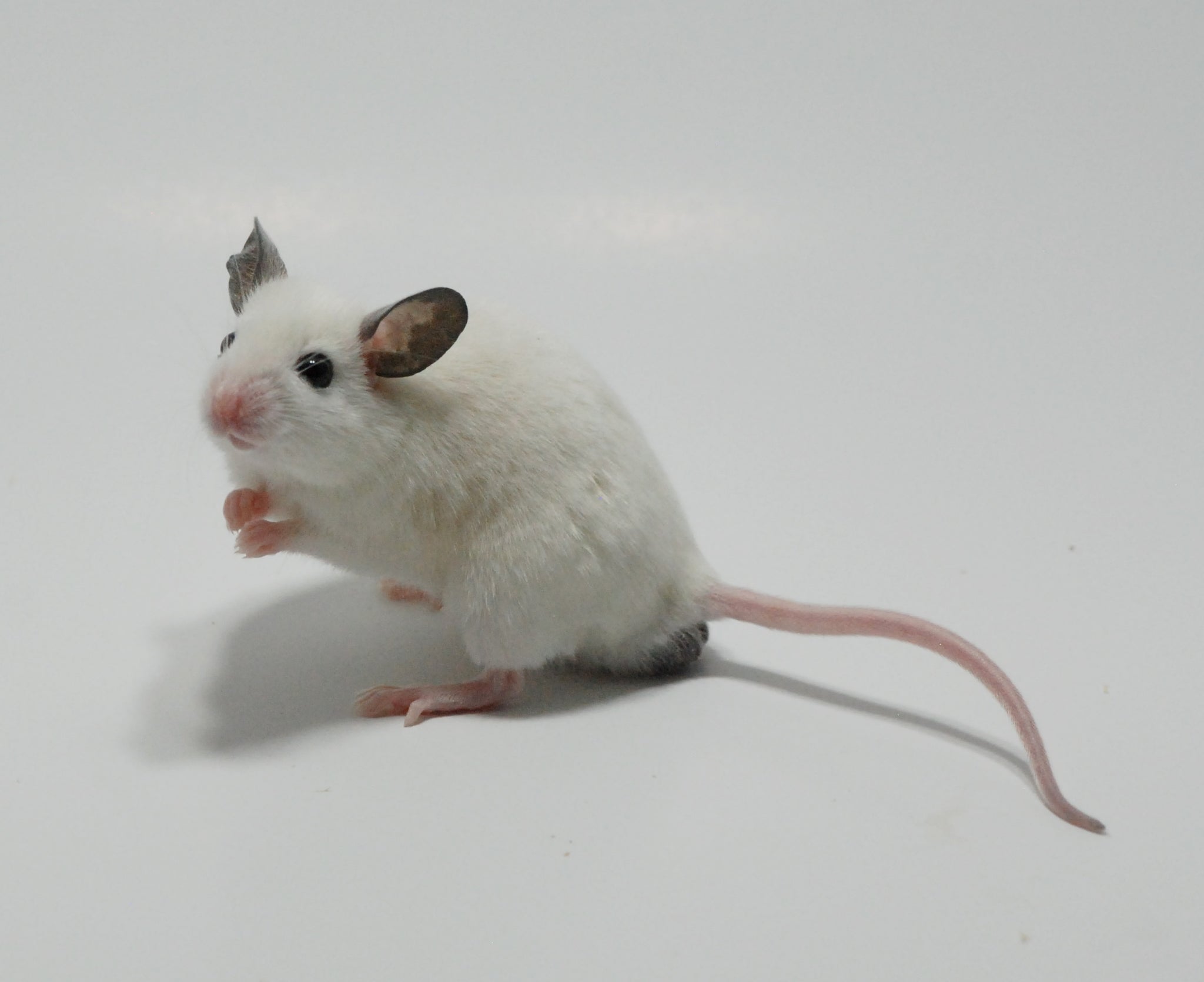 African Soft Fur Rat Komodo Reptiles