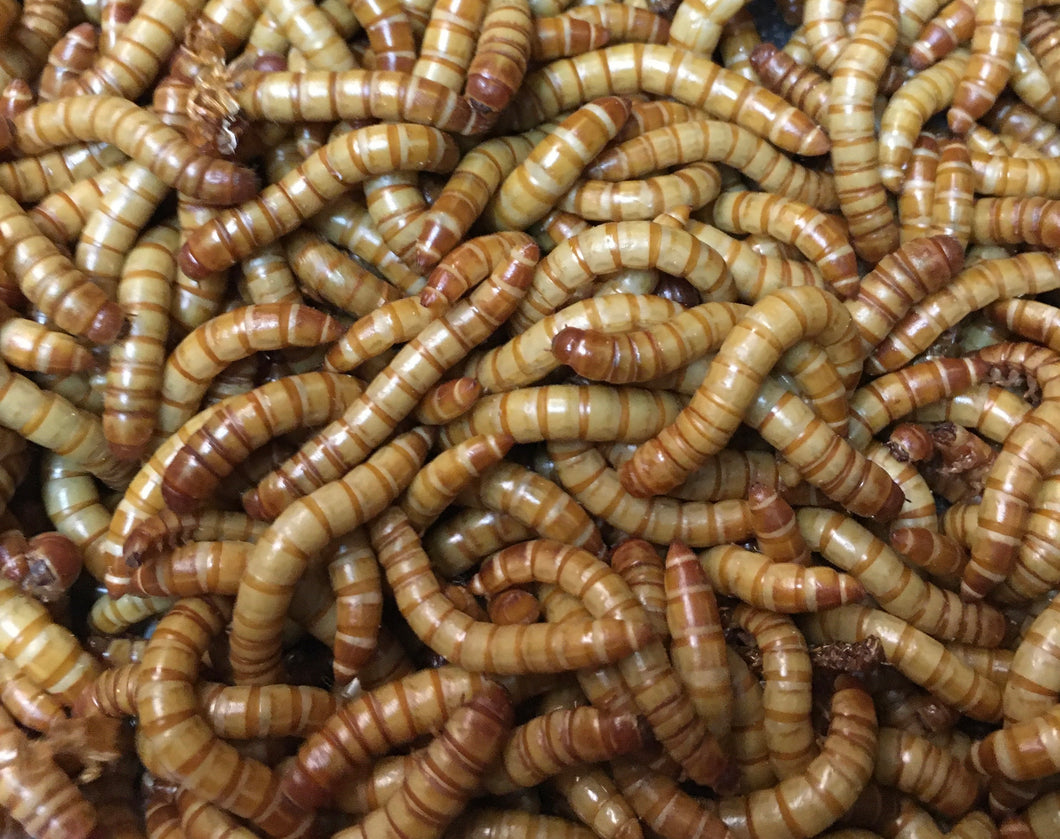Giant Mealworms