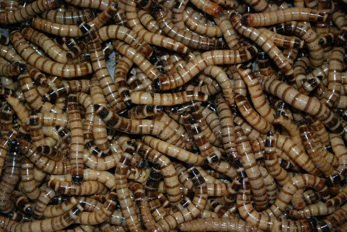 Superworms - Large – Komodo Reptiles